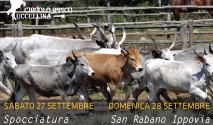 Spocciatura dei vitelli e Ippovia San Rabano
